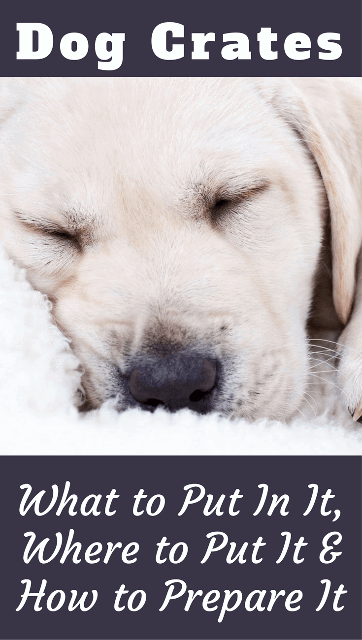 You need to know what to put in a dog crate and where to put it to make it a comfortable, enticing and welcoming place where your dog loves to spend time.