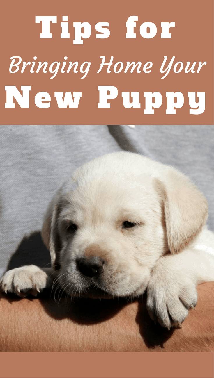 This article contains extensive information to help you when bringing home a new puppy, and how to start off your new lives in the best possible way.