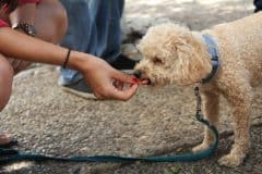 dog-eating-2336525_1280