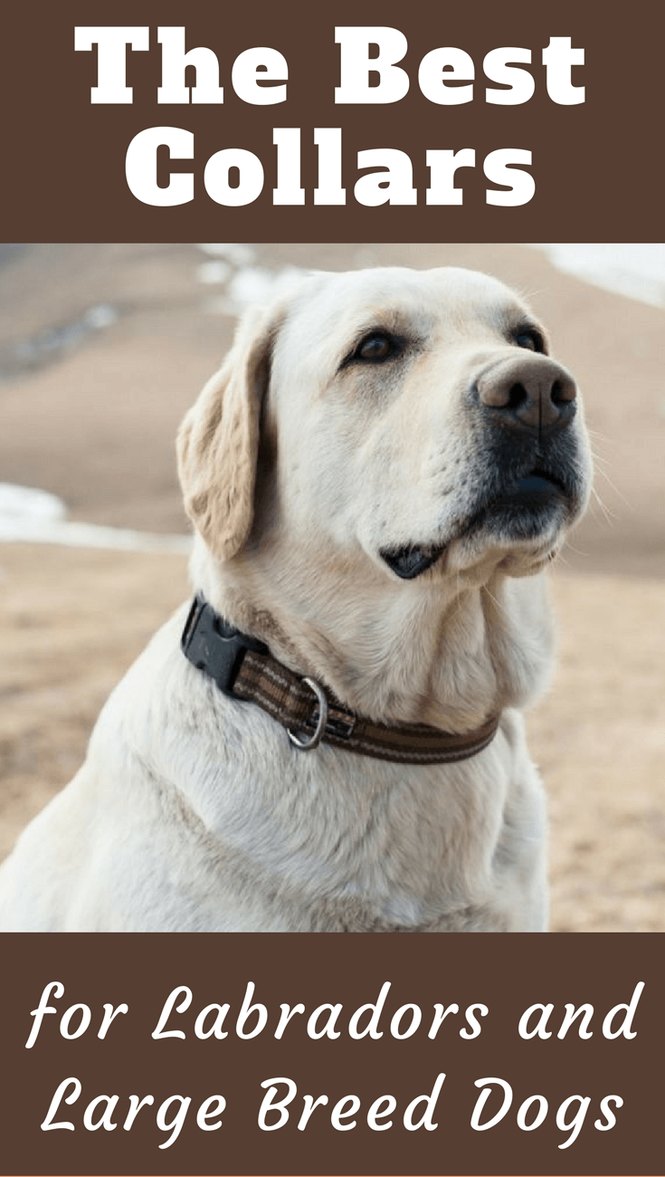 We've put together here a list of some of the best collars for labradors and large breed dogs to help you make the right buying decision.