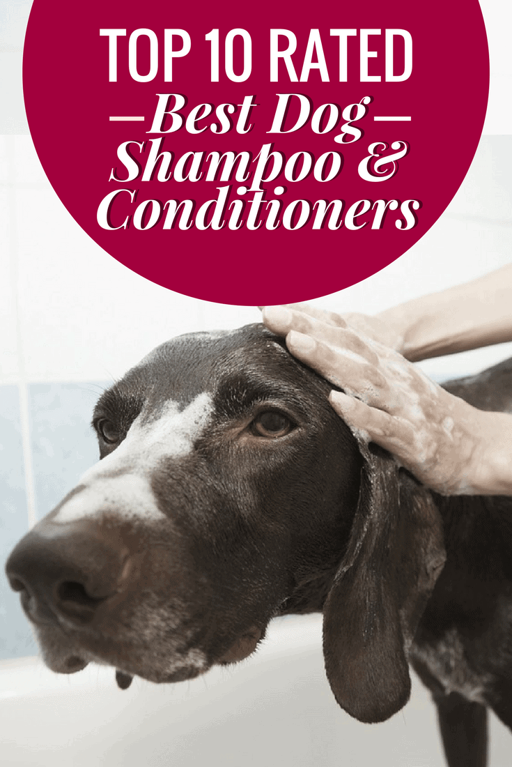 A round-up of 10 of the best dog shampoo and conditioners available on the market today. Some gentle, some heavy-duty, and some hypo-allergenic options too.