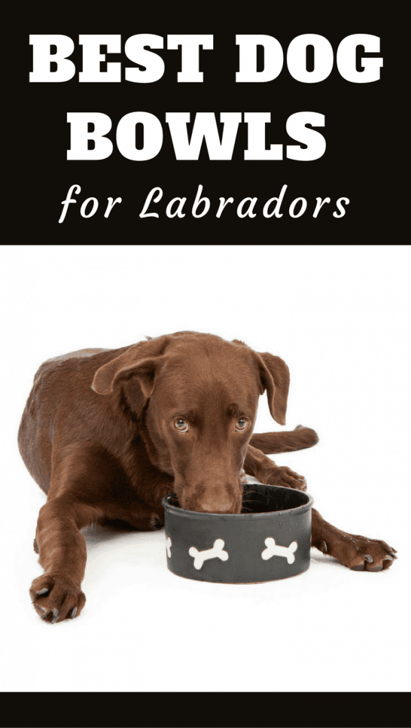 Should Dogs Eat From Raised Bowls  L&L Info Hub – Lords & Labradors