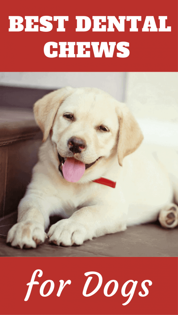 Discover the best dental chews for dogs in our latest roundup containing buying advice, safety tips and a few choice recommended selections.