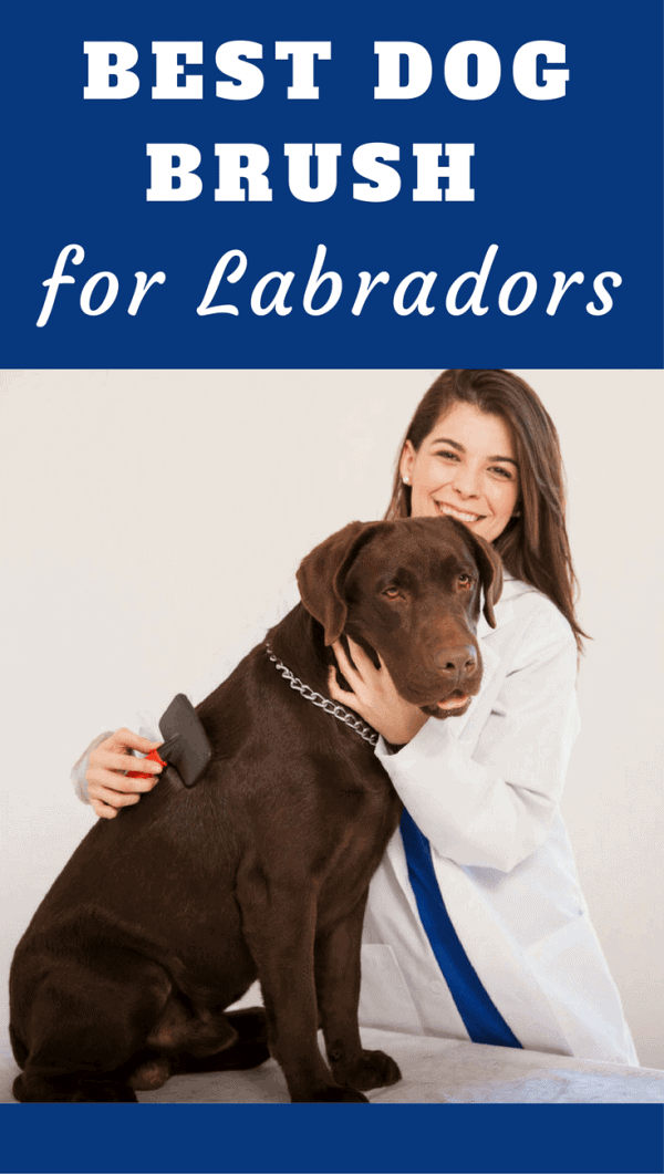 There is no single best dog brush for labs. You need a few different brushes for different jobs. We describe what you should have in your grooming kit here.