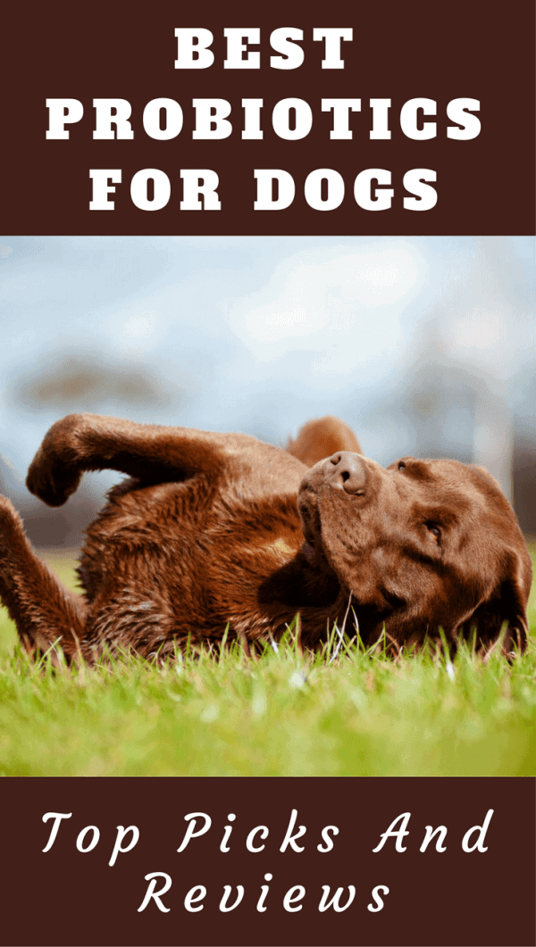 best-probiotics-for-dogs-e1515978544846.png