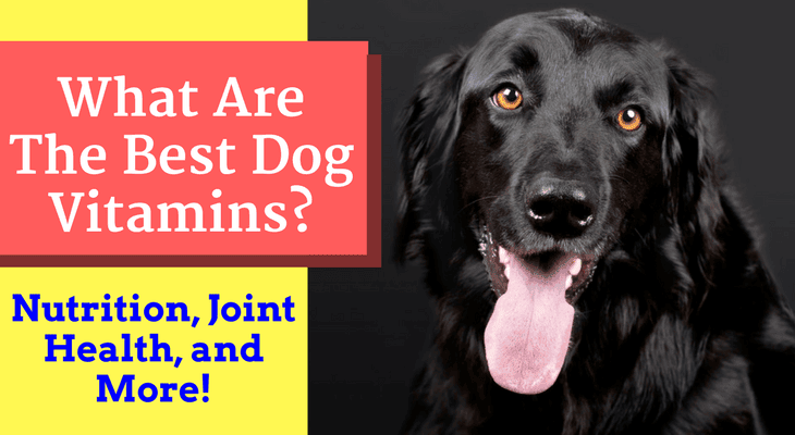 best dog vitamins