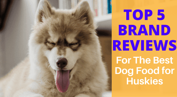 best dog food for huskies