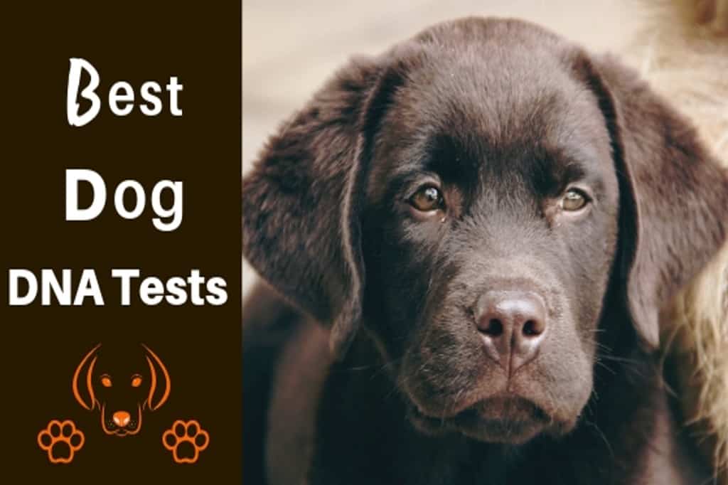 dog dna test reviews