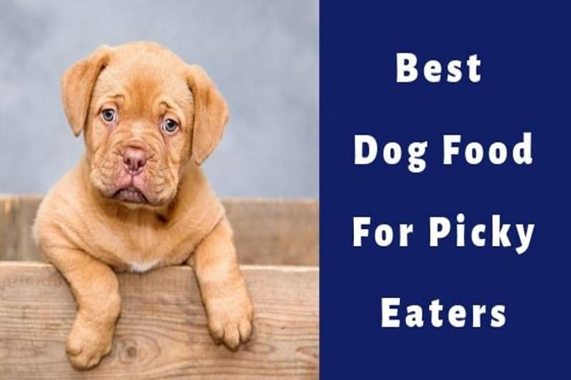 best dog food for picky eaters