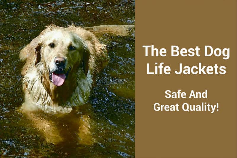 best dog life jacket