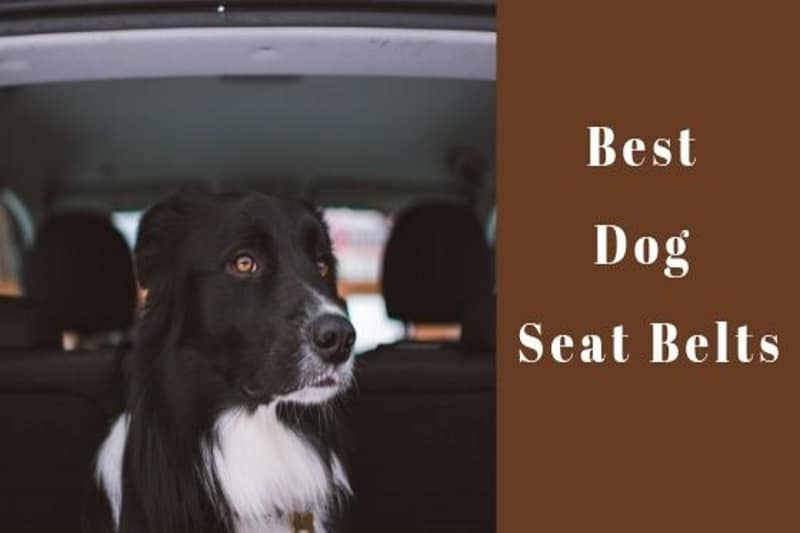 best dog seat belts