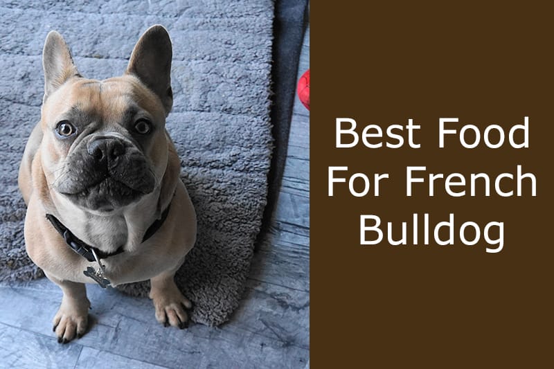 best food for french bulldog