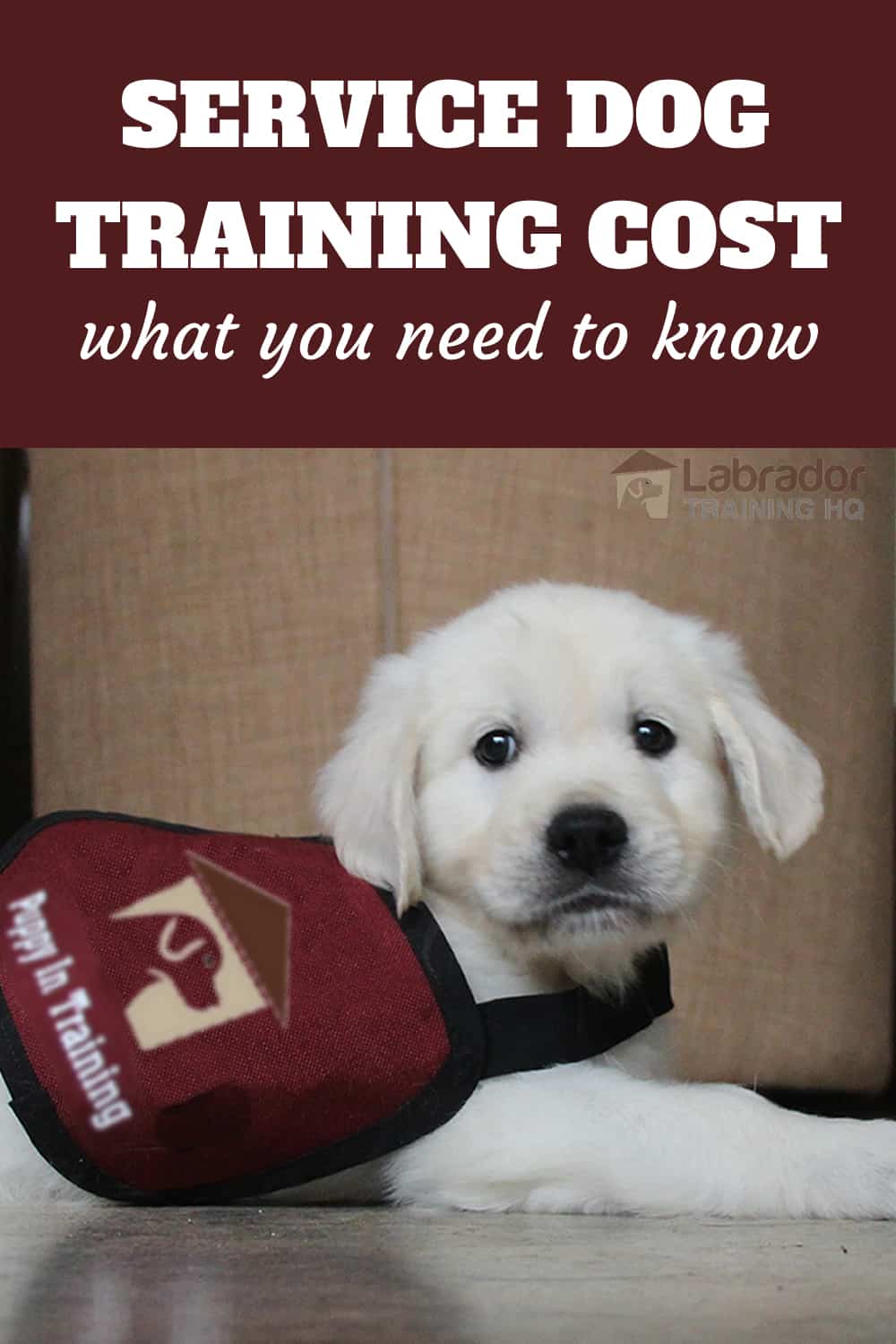 Service Dog Training Cost - Golden puppy down with service dog puppy in training vest