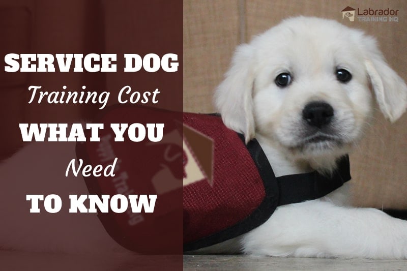 Service Dog Training Cost And What You Need To Know - Golden puppy in down stay with service dog vest