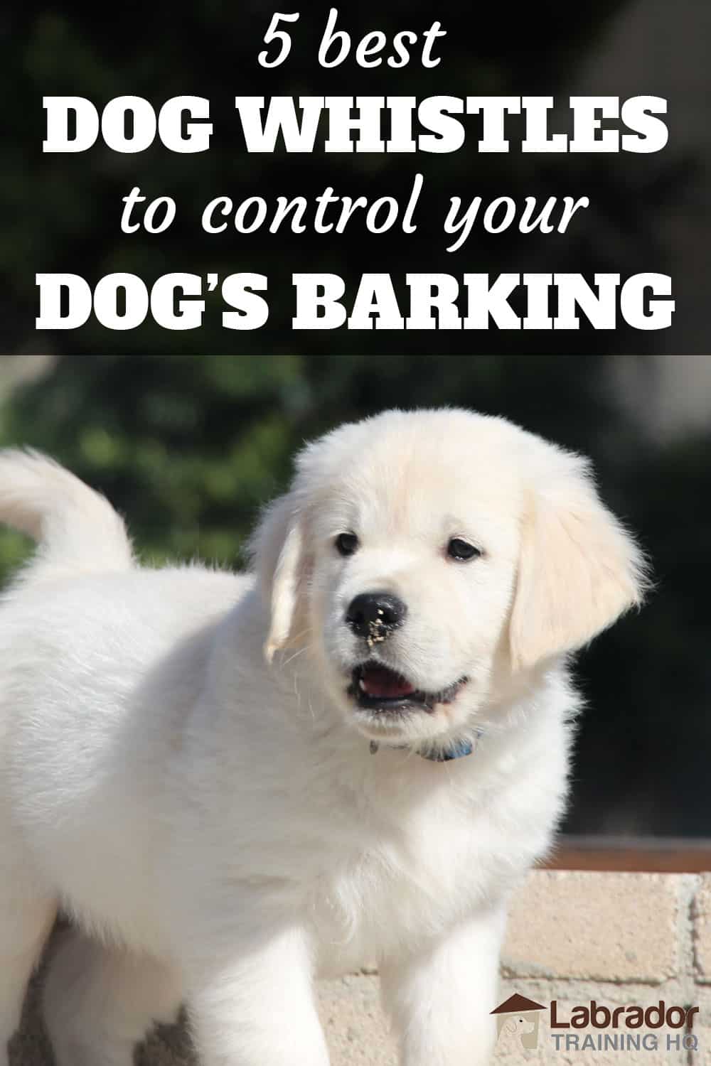 5 Best Dog Whistles To Control Your Dog's Barking - White Puppy looking in distance with mouth open