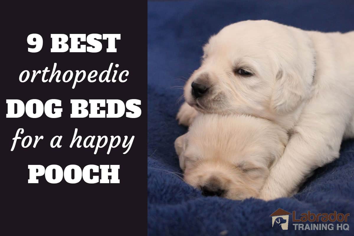 9 Best Orthopedic Dog Beds for a Happy Pooch - White puppy uses others puppies head as his pillow