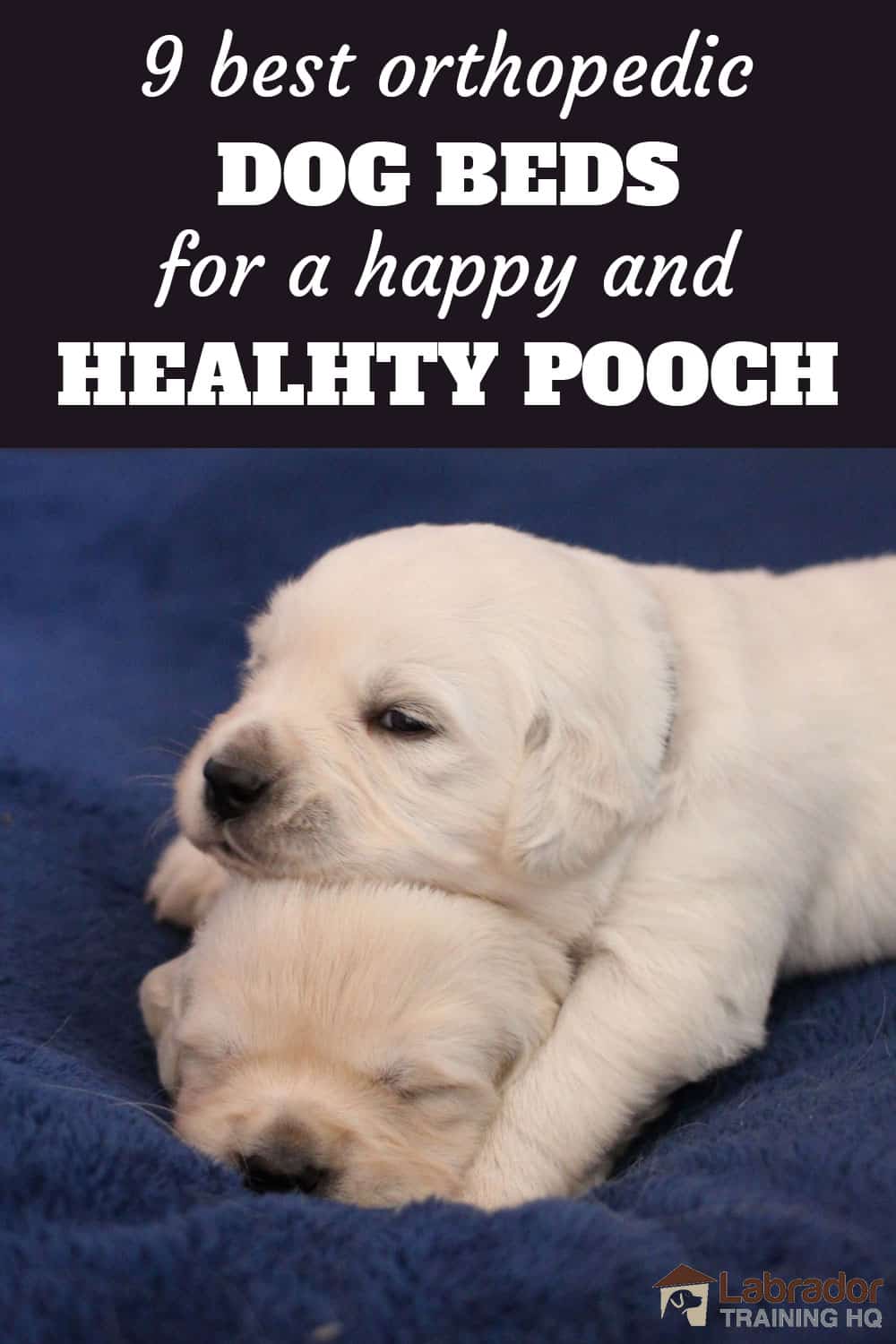 9 Best Orthopedic Dog Beds for a Happy and Healthy Pooch - Two white puppies one lying head on top of others head