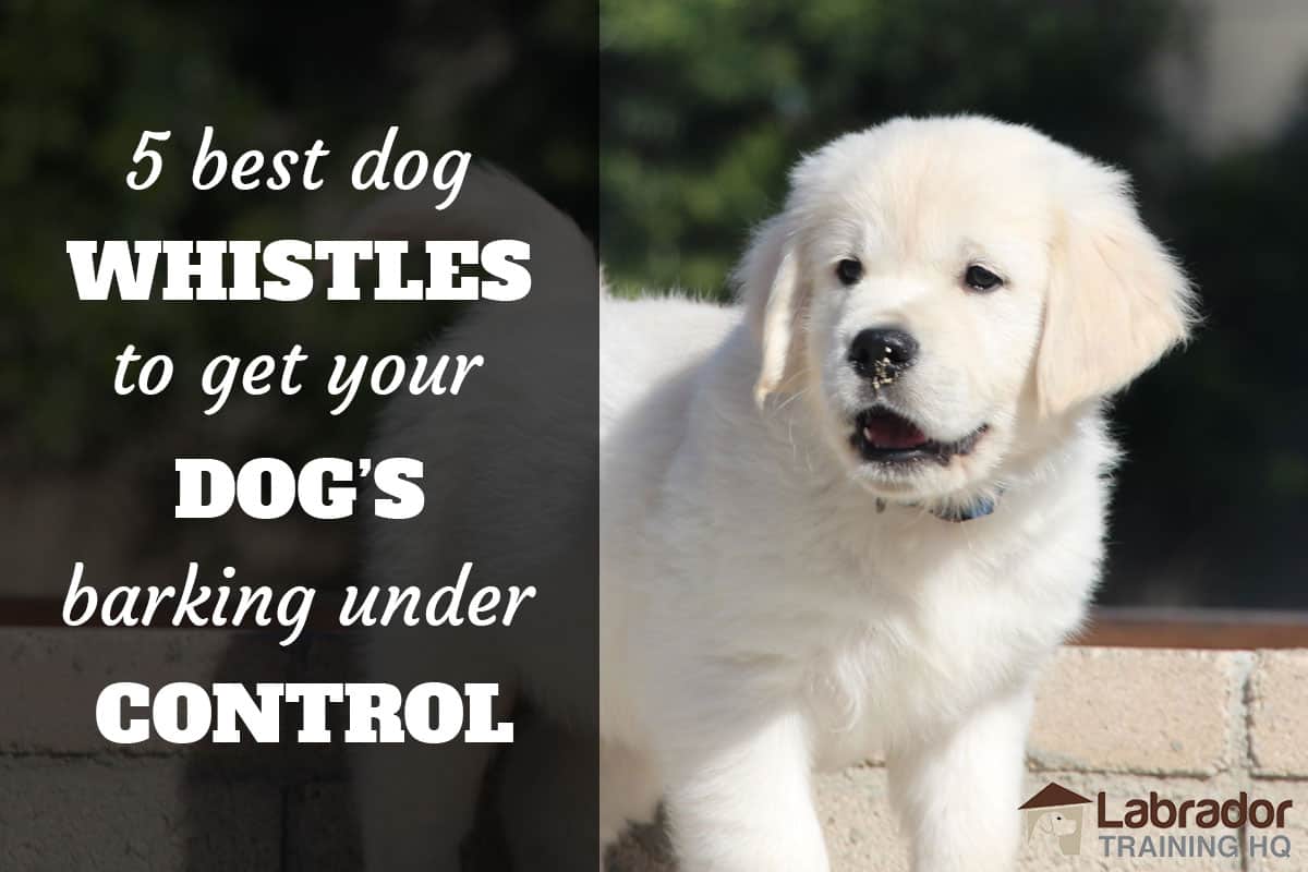 5 Best Dog Whistles To Get Your Dog's Barking Under Control - White Puppy staring off to the side with mouth open and sand on his nose.