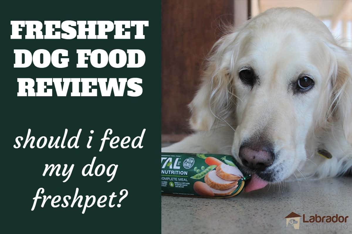 Freshpet Dog Food Reviews - Should I Feed My Dog Freshpet? Golden Retriever licking at Freshpet Dog Food Roll.