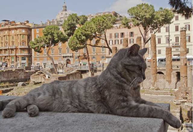 LA CITTA' DEI GATTI