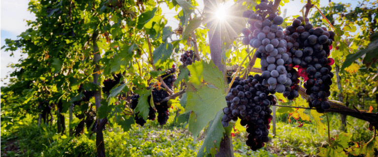 Nettuno Wine Festival : sul litorale romano si degustano le eccellenze del territorio