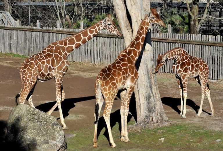 BIOPARCO
