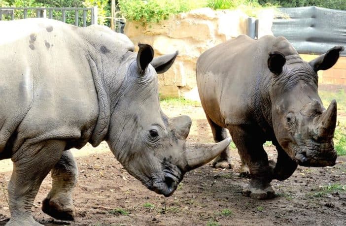 BIOPARCO roma