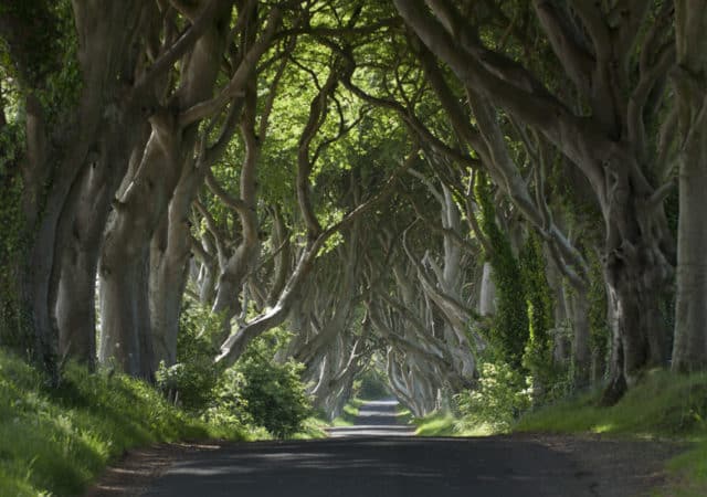 GIORNATA NAZIONALE DEGLI ALBERI