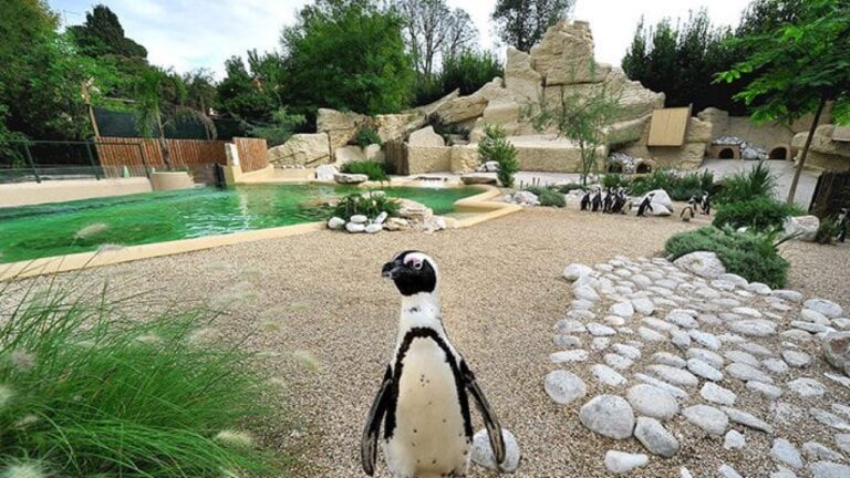 Il Bioparco di Roma riapre, i biglietti sono disponibili online
