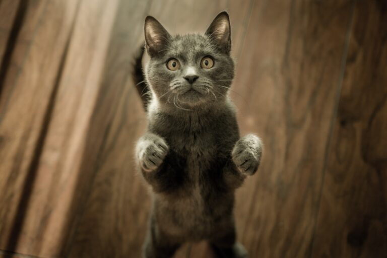 Giornata internazionale del gatto: la città dei gatti 2022