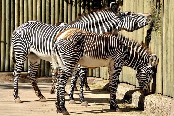 bioparco