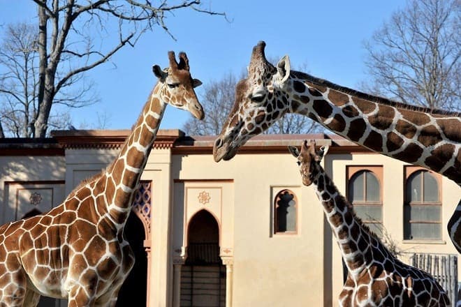 giraffa