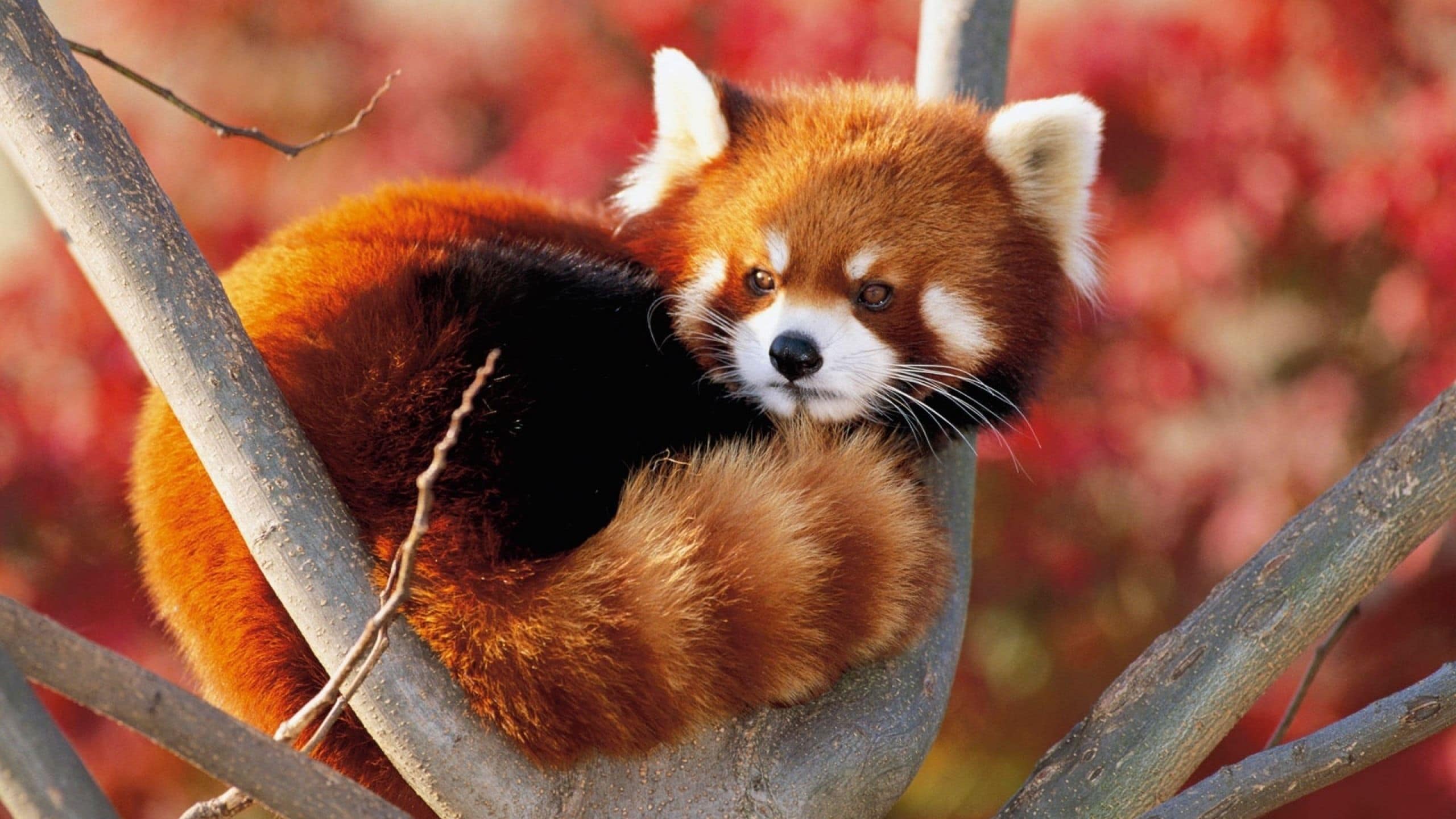International Red Panda Day Scentbird Blog