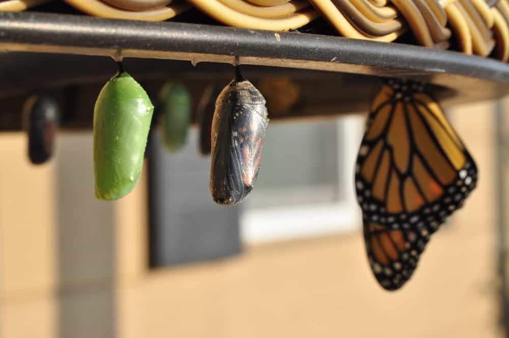 butterfly transformation