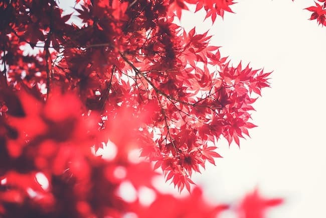 root chakra affirmations for grounding