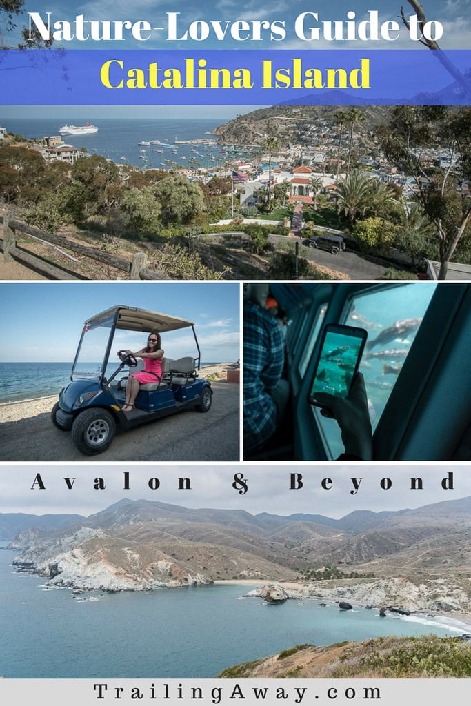 6 Uniquely Fun Things to Do in Santa Catalina Island!