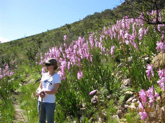 Fynbos Watsonias,Walking through Cape Fynbos ,Cape Winelands Walk