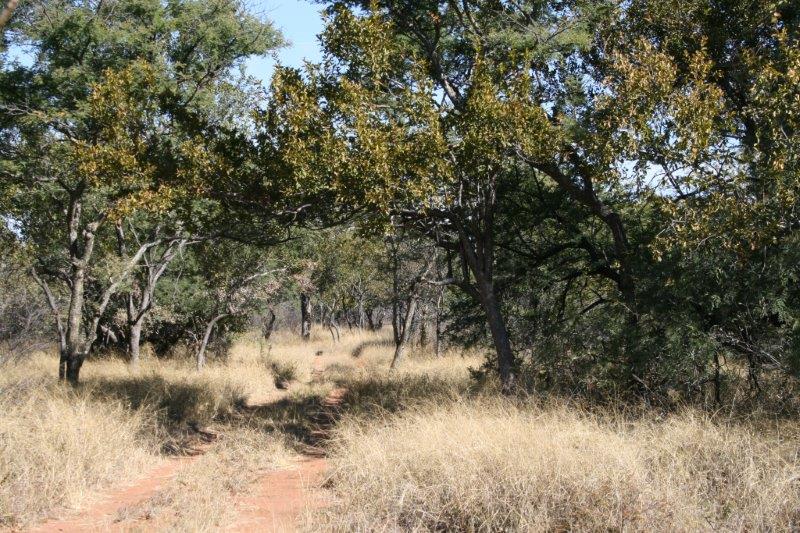 bushveld game walk,Bushveld vegetation