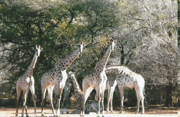 bushveld game walk