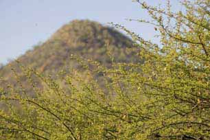 bushveld game walk, bushveld scenery