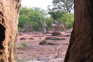 bushveld game walk, game
