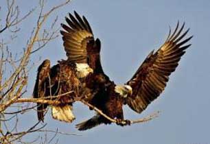 bushveld game walkg, birds of prey