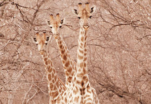 bushveld game walk, giraffes