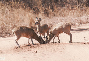 bushveld game walk, game6