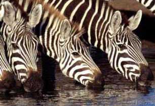 bushveld game walk, zebras