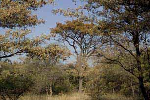 bushveld game walk, bushveld trees