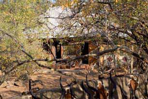 bushveld game walk, safari1
