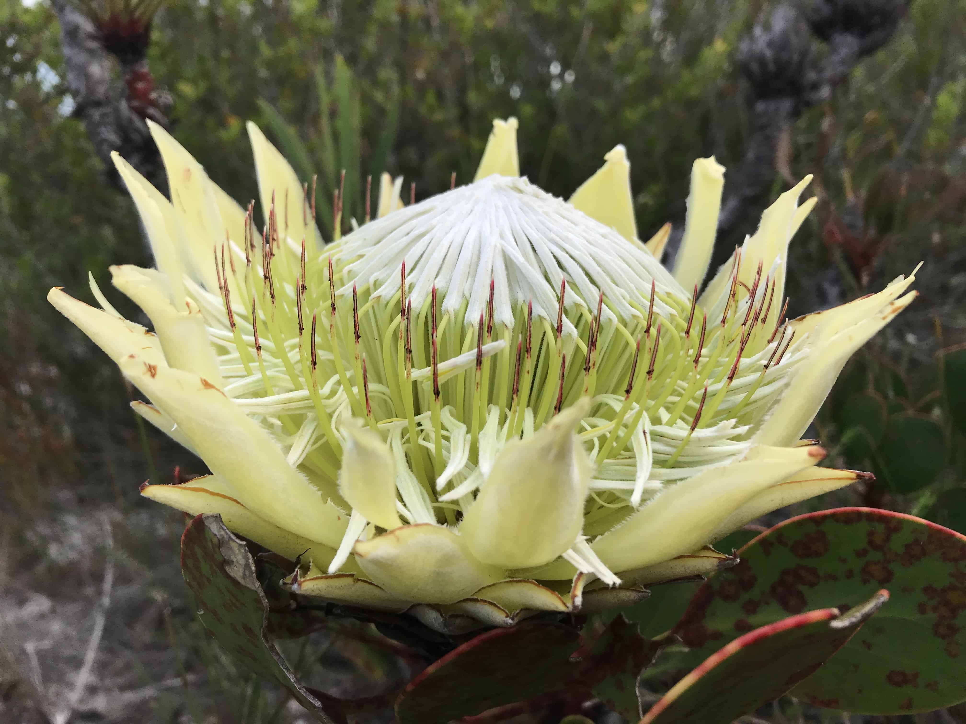 farm-215-11-fynbos-1