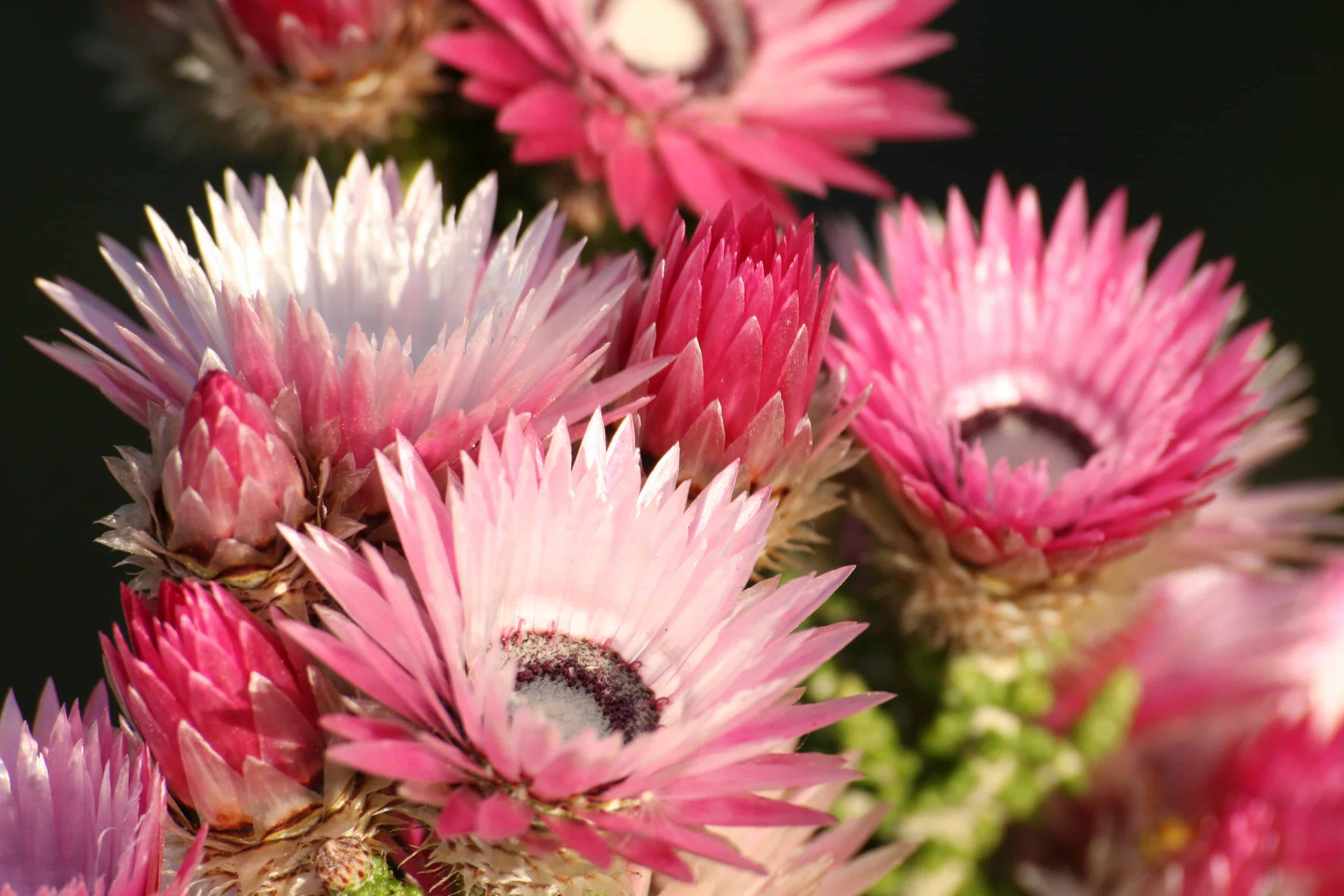 farm-215-11-fynbos-11