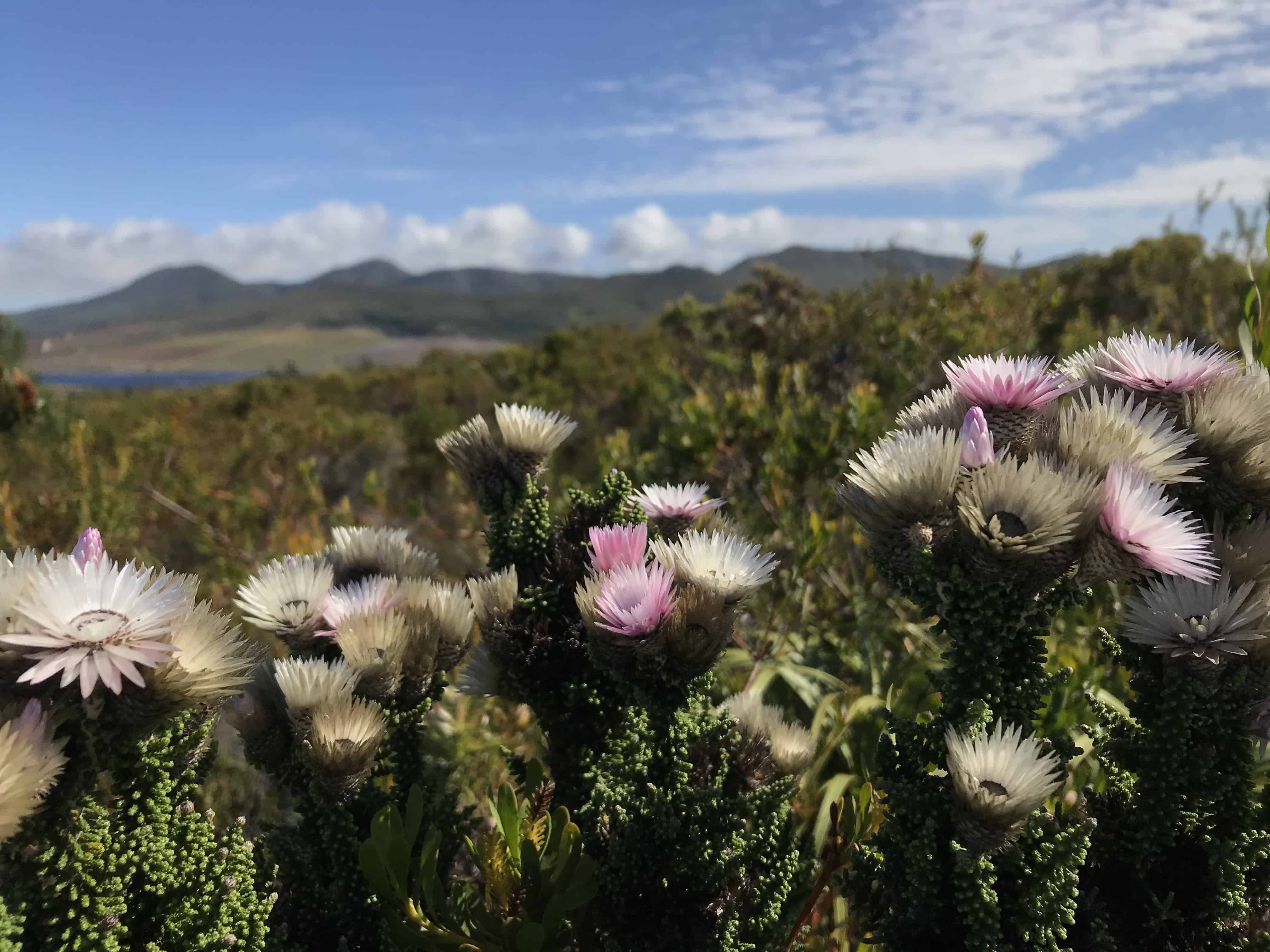 farm-215-11-fynbos-12